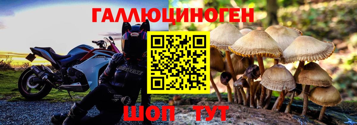 Галлюциногенные грибы Psilocybe Сосновый Бор